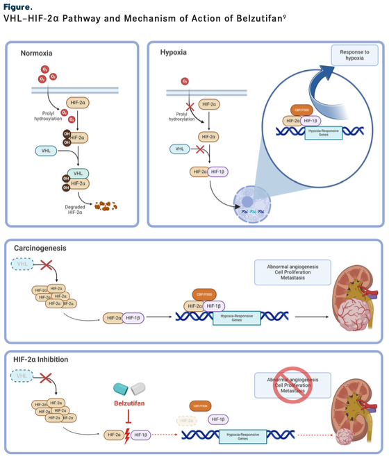 Figure: VHL–HIF-2α Pathway and Mechanism of Action of Belzutifan