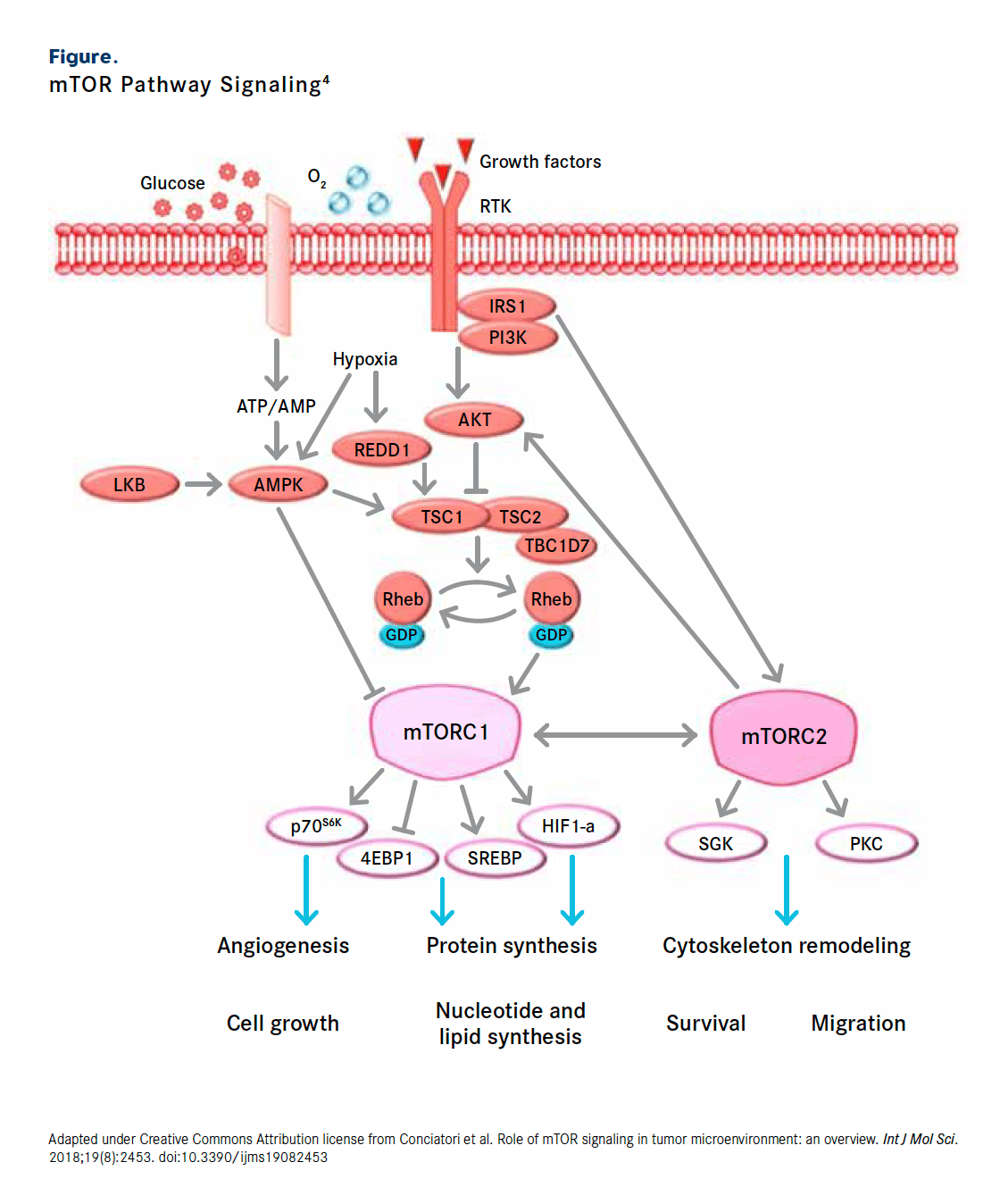 Figure. mTOR Pathway Signaling4