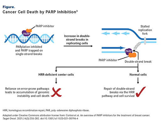 Figure. Cancer Cell Death by PARP Inhibition